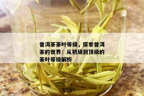 普洱茶茶叶等级，探索普洱茶的世界：从初级到顶级的茶叶等级解析