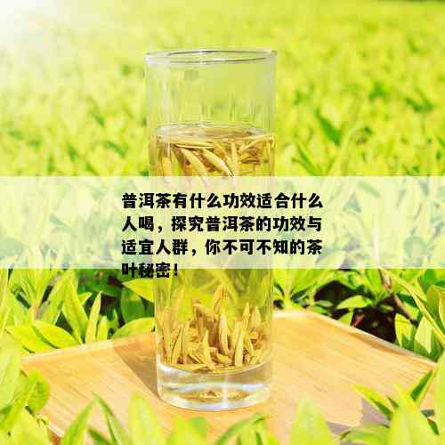 普洱茶有什么功效适合什么人喝，探究普洱茶的功效与适宜人群，你不可不知的茶叶秘密！