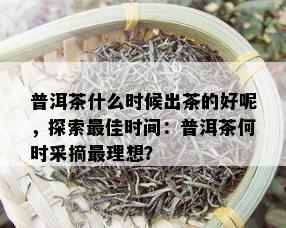 普洱茶什么时候出茶的好呢，探索更佳时间：普洱茶何时采摘最理想？