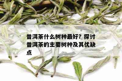 普洱茶什么树种更好？探讨普洱茶的主要树种及其优缺点