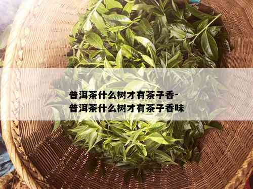 普洱茶什么树才有茶子香-普洱茶什么树才有茶子香味