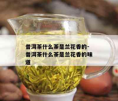 普洱茶什么茶是兰花香的-普洱茶什么茶是兰花香的味道