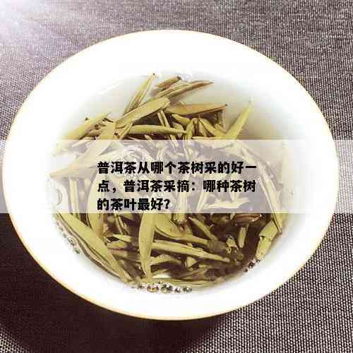 普洱茶从哪个茶树采的好一点，普洱茶采摘：哪种茶树的茶叶更好？