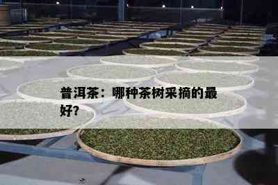 普洱茶：哪种茶树采摘的更好？