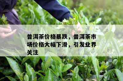 普洱茶价格暴跌，普洱茶市场价格大幅下滑，引发业界关注