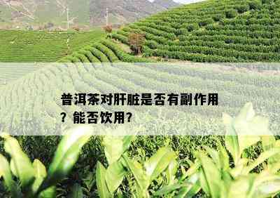 普洱茶对肝脏是否有副作用？能否饮用？