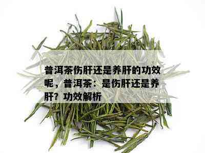 普洱茶伤肝还是养肝的功效呢，普洱茶：是伤肝还是养肝？功效解析