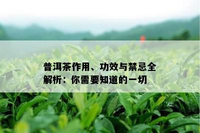 普洱茶作用、功效与禁忌全解析：你需要知道的一切