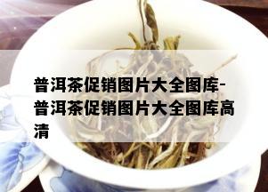 普洱茶促销图片大全图库-普洱茶促销图片大全图库高清