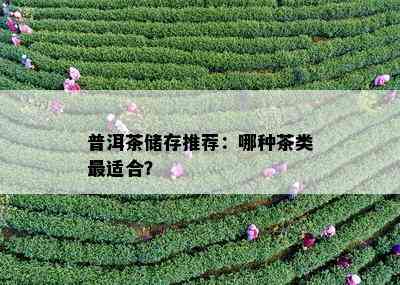 普洱茶储存推荐：哪种茶类最适合？