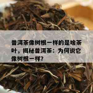 普洱茶像树根一样的是啥茶叶，揭秘普洱茶：为何说它像树根一样？