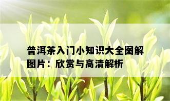 普洱茶入门小知识大全图解图片：欣赏与高清解析