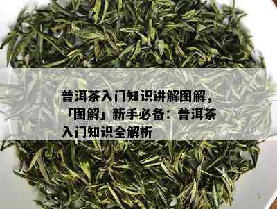 普洱茶入门知识讲解图解，「图解」新手必备：普洱茶入门知识全解析