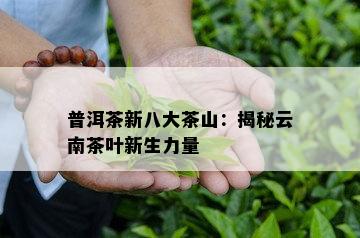 普洱茶新八大茶山：揭秘云南茶叶新生力量