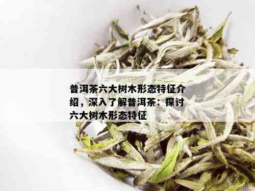 普洱茶六大树木形态特征介绍，深入了解普洱茶：探讨六大树木形态特征