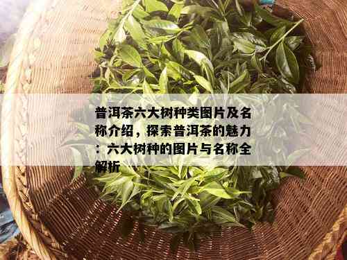 普洱茶六大树种类图片及名称介绍，探索普洱茶的魅力：六大树种的图片与名称全解析