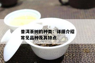 普洱茶树的种类：详细介绍常见品种及其特点