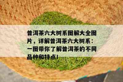 普洱茶六大树系图解大全图片，详解普洱茶六大树系：一图带你了解普洱茶的不同品种和特点！