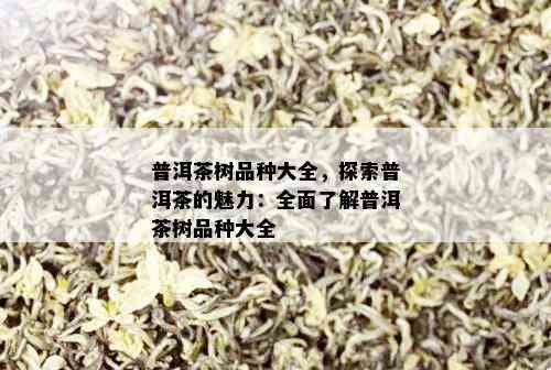 普洱茶树品种大全，探索普洱茶的魅力：全面了解普洱茶树品种大全