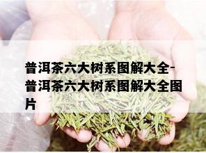 普洱茶六大树系图解大全-普洱茶六大树系图解大全图片