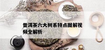 普洱茶六大树系特点图解视频全解析