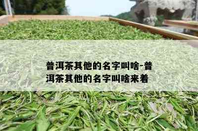 普洱茶其他的名字叫啥-普洱茶其他的名字叫啥来着