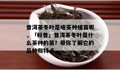 普洱茶冬叶是啥茶种植苗呢，「科普」普洱茶冬叶是什么茶种的苗？带你了解它的品种和特点