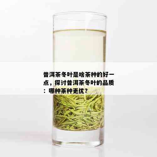 普洱茶冬叶是啥茶种的好一点，探讨普洱茶冬叶的品质：哪种茶种更优?