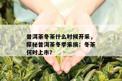 普洱茶冬茶什么时候开采，探秘普洱茶冬季采摘：冬茶何时上市？