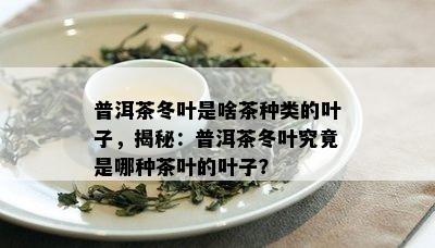 普洱茶冬叶是啥茶种类的叶子，揭秘：普洱茶冬叶究竟是哪种茶叶的叶子？