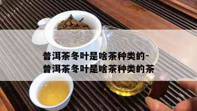 普洱茶冬叶是啥茶种类的-普洱茶冬叶是啥茶种类的茶