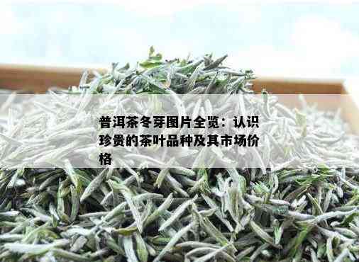 普洱茶冬芽图片全览：认识珍贵的茶叶品种及其市场价格