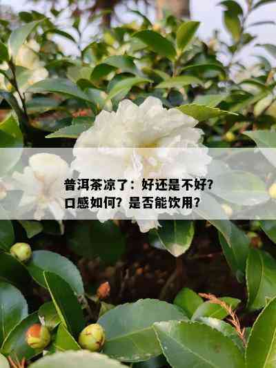 普洱茶凉了：好还是不好？口感如何？是否能饮用？