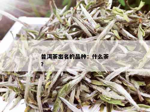 普洱茶出名的品种：什么茶？