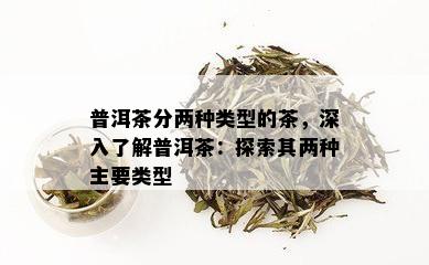 普洱茶分两种类型的茶，深入了解普洱茶：探索其两种主要类型