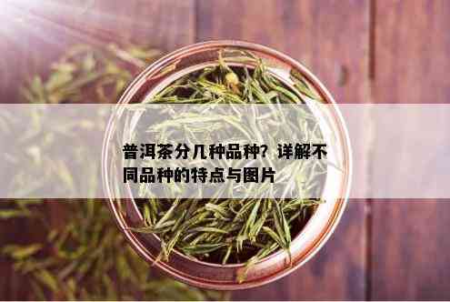 普洱茶分几种品种？详解不同品种的特点与图片