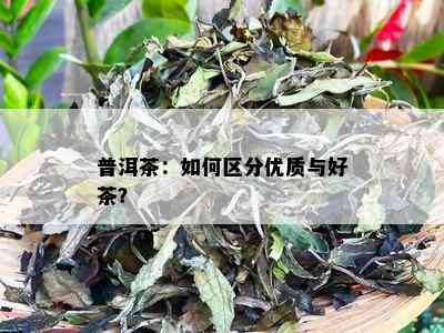 普洱茶：如何区分优质与好茶？