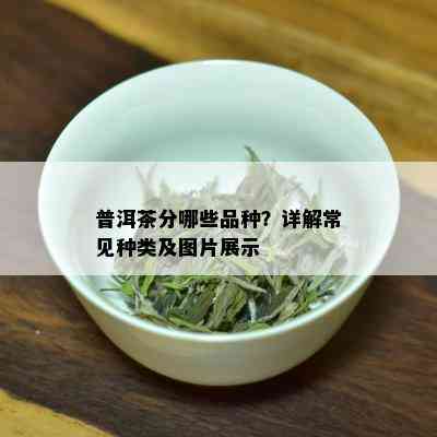 普洱茶分哪些品种？详解常见种类及图片展示