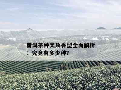 普洱茶种类及香型全面解析：究竟有多少种？