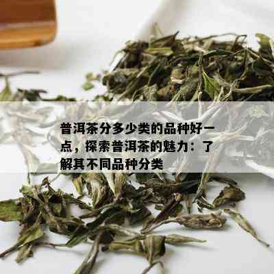 普洱茶分多少类的品种好一点，探索普洱茶的魅力：了解其不同品种分类