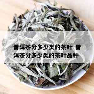 普洱茶分多少类的茶叶-普洱茶分多少类的茶叶品种