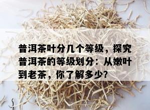 普洱茶叶分几个等级，探究普洱茶的等级划分：从嫩叶到老茶，你了解多少？