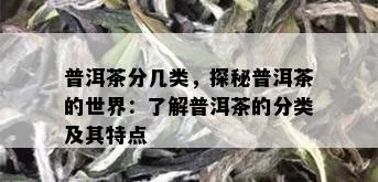 普洱茶分几类，探秘普洱茶的世界：了解普洱茶的分类及其特点