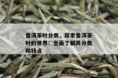 普洱茶叶分类，探索普洱茶叶的世界：全面了解其分类和特点