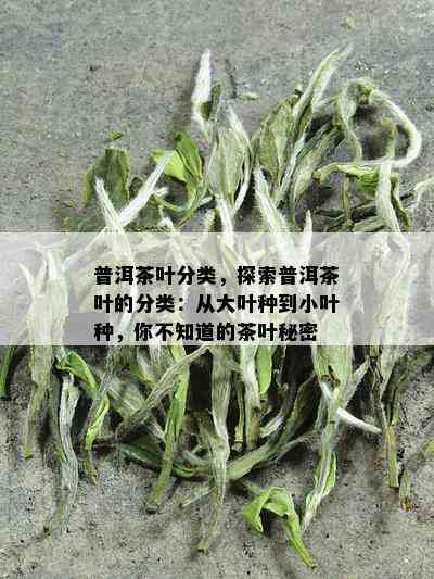 普洱茶叶分类，探索普洱茶叶的分类：从大叶种到小叶种，你不知道的茶叶秘密