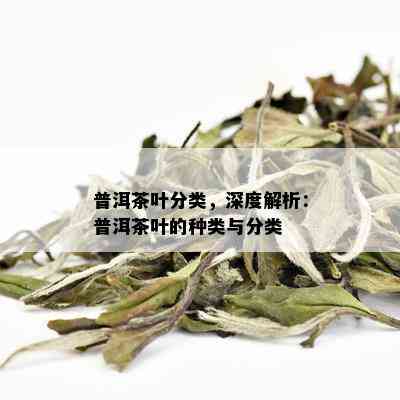 普洱茶叶分类，深度解析：普洱茶叶的种类与分类