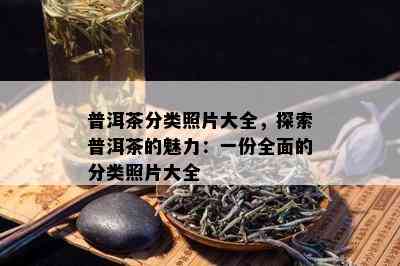 普洱茶分类照片大全，探索普洱茶的魅力：一份全面的分类照片大全