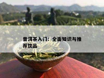 普洱茶入门：全面知识与推荐饮品