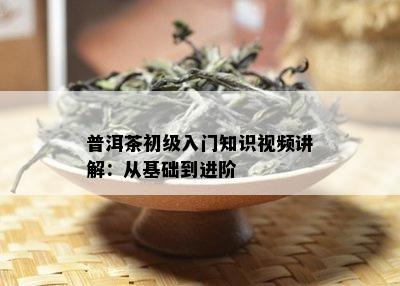 普洱茶初级入门知识视频讲解：从基础到进阶