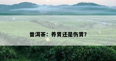 普洱茶：养胃还是伤胃？